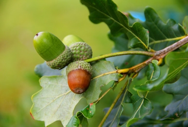 Die Früchte des Eichenbaums