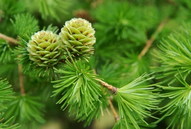 Die Früchte des Lärchenbaums