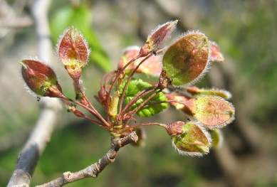 Die Früchte des Ulmenbaumes